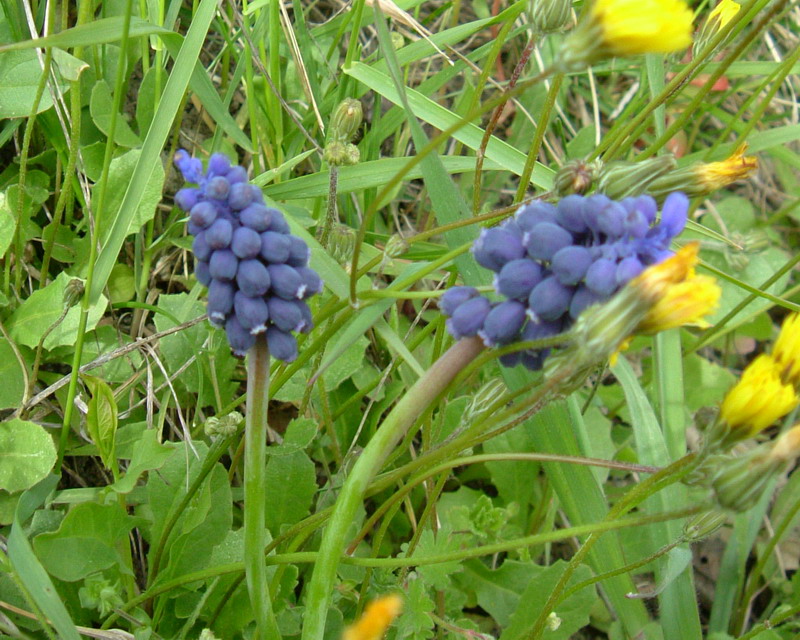 Muscari neglectum